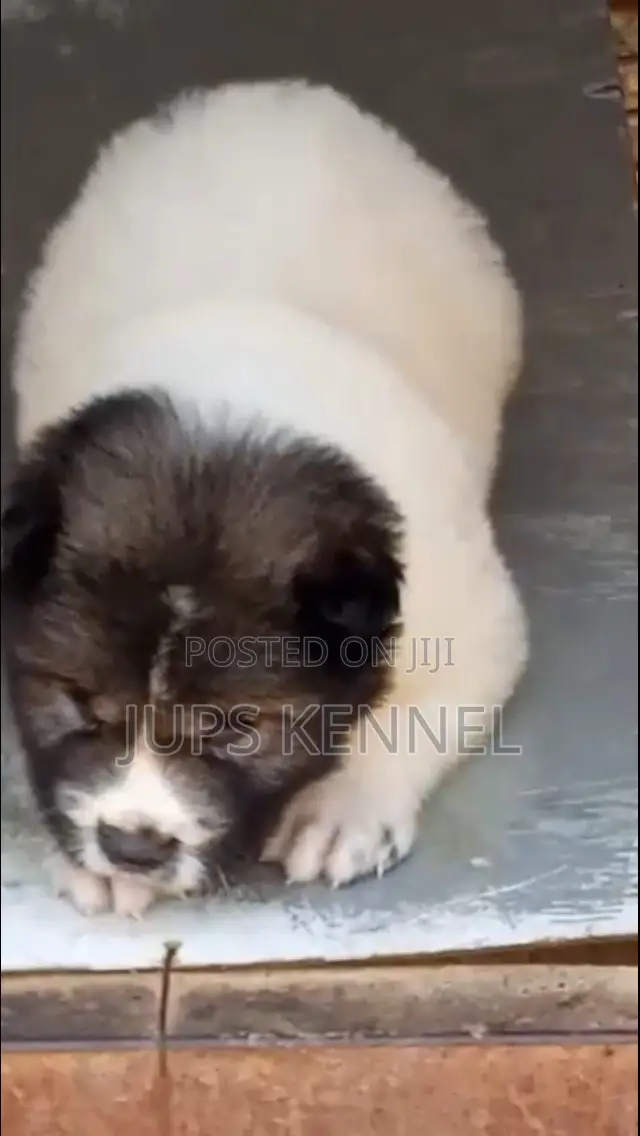 1-3 months Male Purebred Caucasian Shepherd