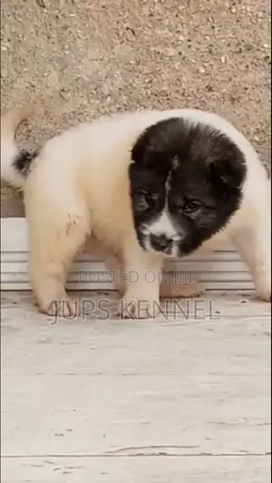 1-3 months Male Purebred Caucasian Shepherd