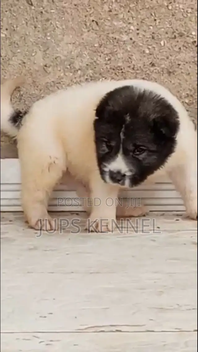 1-3 months Male Purebred Caucasian Shepherd