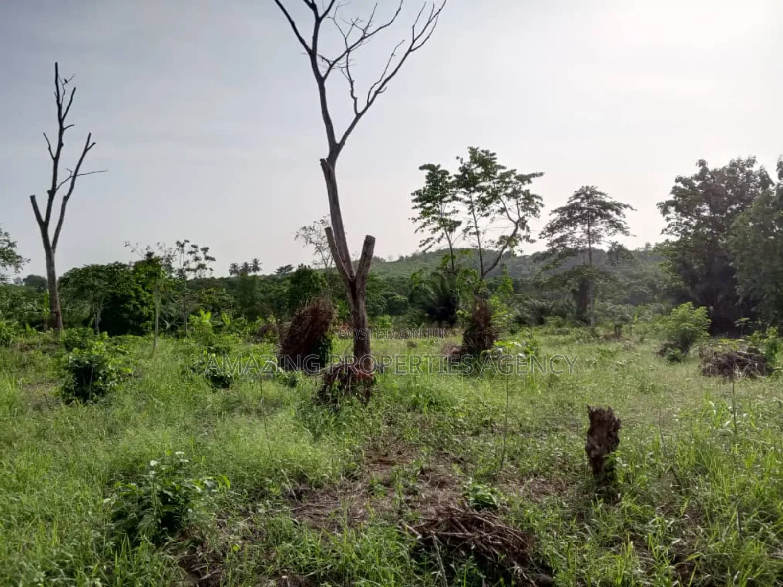 20 000 Acres of Land for Sale at Nsawam