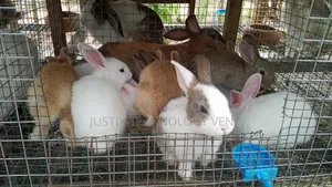 Rabbit Weaners (From Pure Breed Buck)
