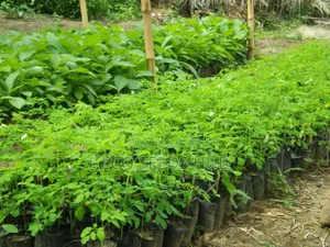 Moringa Seedlings