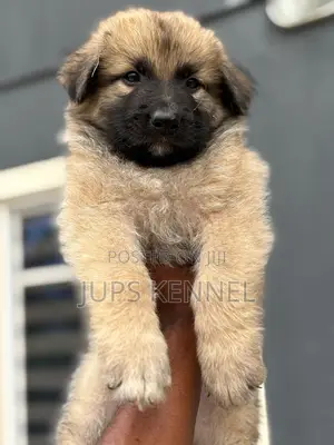 1-3 months Female Purebred German Shepherd