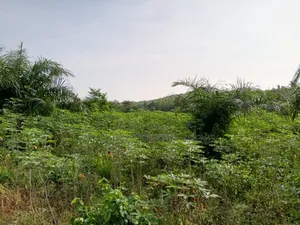9 Plots of Land at Kweiman -Danfa