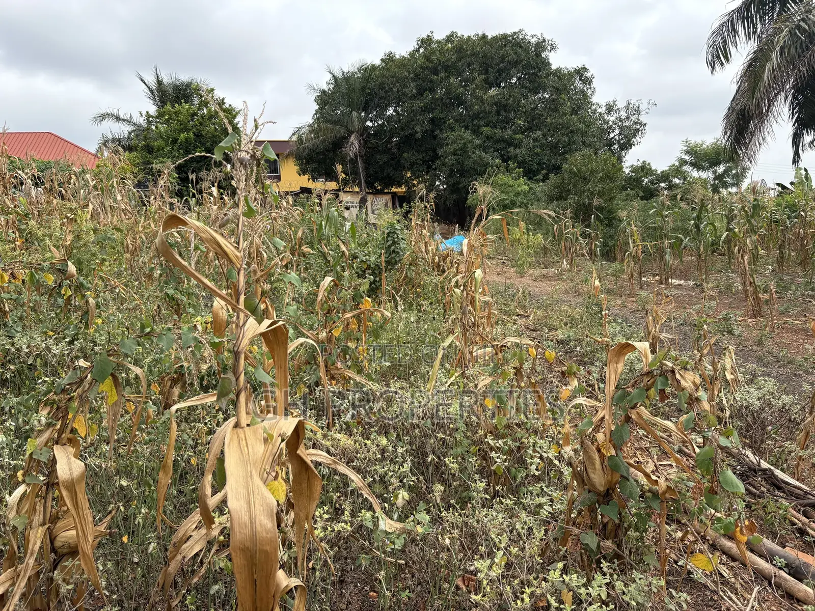 One Full Plot for Sale at Tuc,Kumasi.
