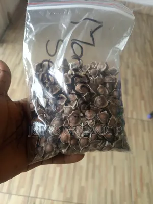Moringa Seeds