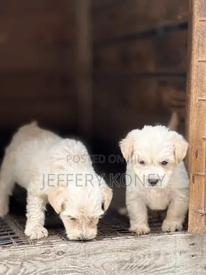 1-3 months Male Purebred Poodle