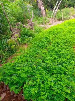 Moringa Seedlings