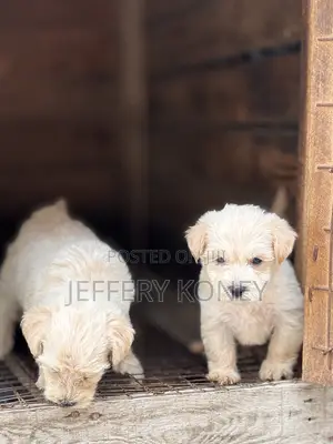 1-3 months Male Purebred Poodle