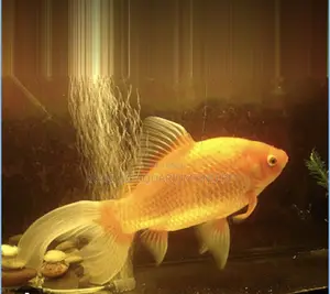 Comet Golden Fish