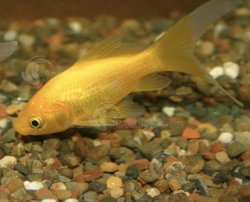 Comet Golden Fish