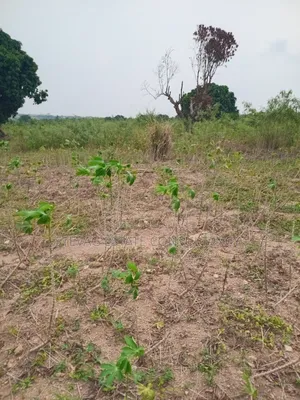 Estate Land for Sale at Akraman