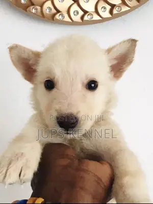 1-3 months Female Purebred German Shepherd