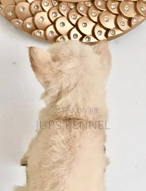 1-3 months Female Purebred German Shepherd
