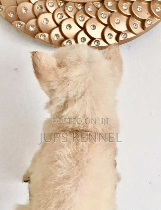 1-3 months Female Purebred German Shepherd