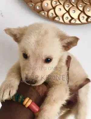1-3 months Female Purebred German Shepherd