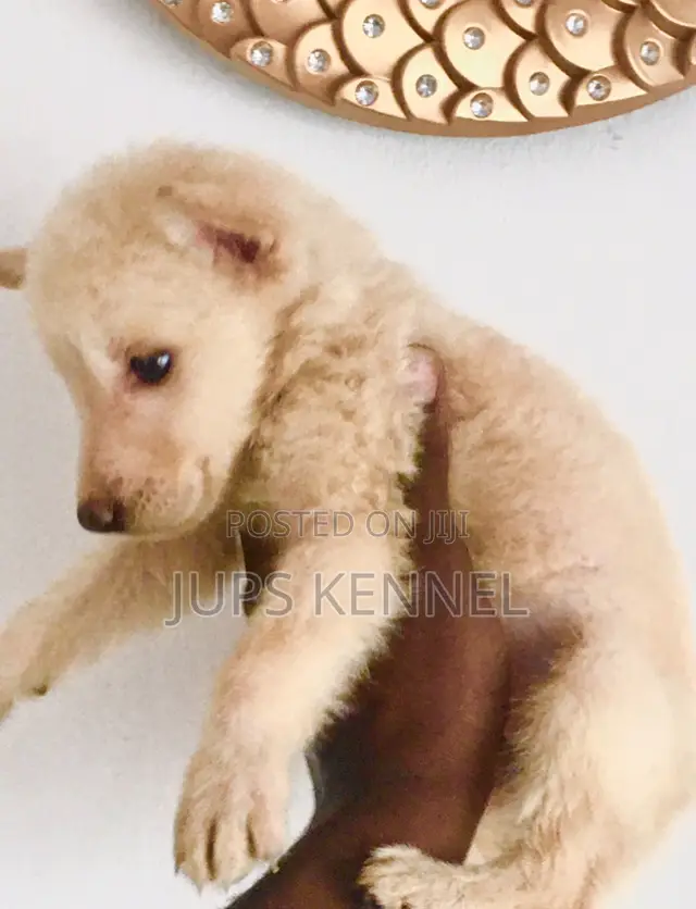 1-3 months Female Purebred German Shepherd