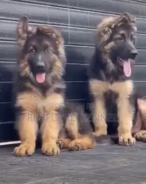 1-3 months Male Purebred German Shepherd