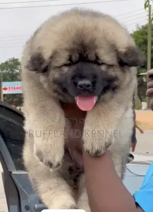 1-3 months Female Purebred Caucasian Shepherd