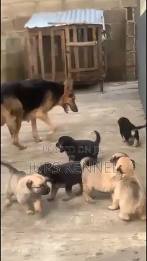 1-3 months Female Purebred German Shepherd