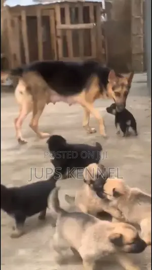 1-3 months Female Purebred German Shepherd