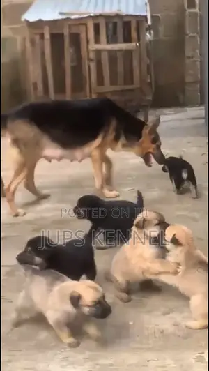 1-3 months Female Purebred German Shepherd