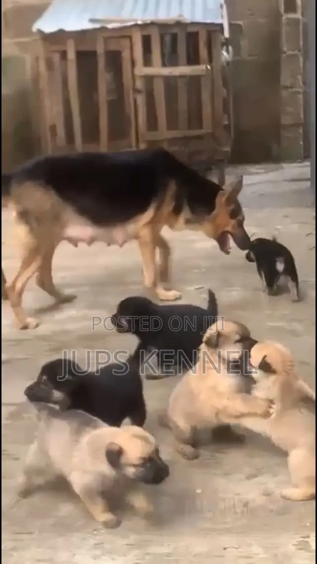 1-3 months Female Purebred German Shepherd