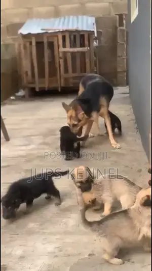 1-3 months Female Purebred German Shepherd