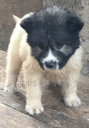 1-3 months Male Purebred Caucasian Shepherd