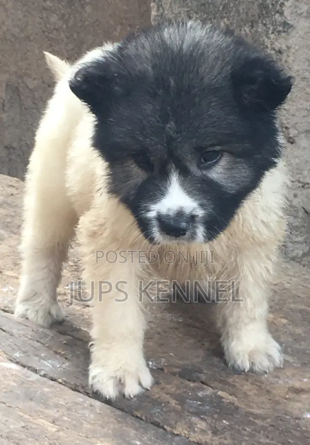 1-3 months Male Purebred Caucasian Shepherd