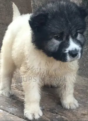 1-3 months Male Purebred Caucasian Shepherd