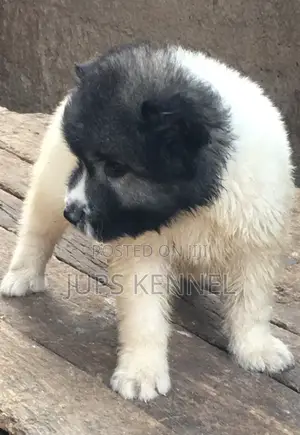 1-3 months Male Purebred Caucasian Shepherd