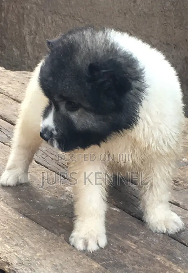 1-3 months Male Purebred Caucasian Shepherd