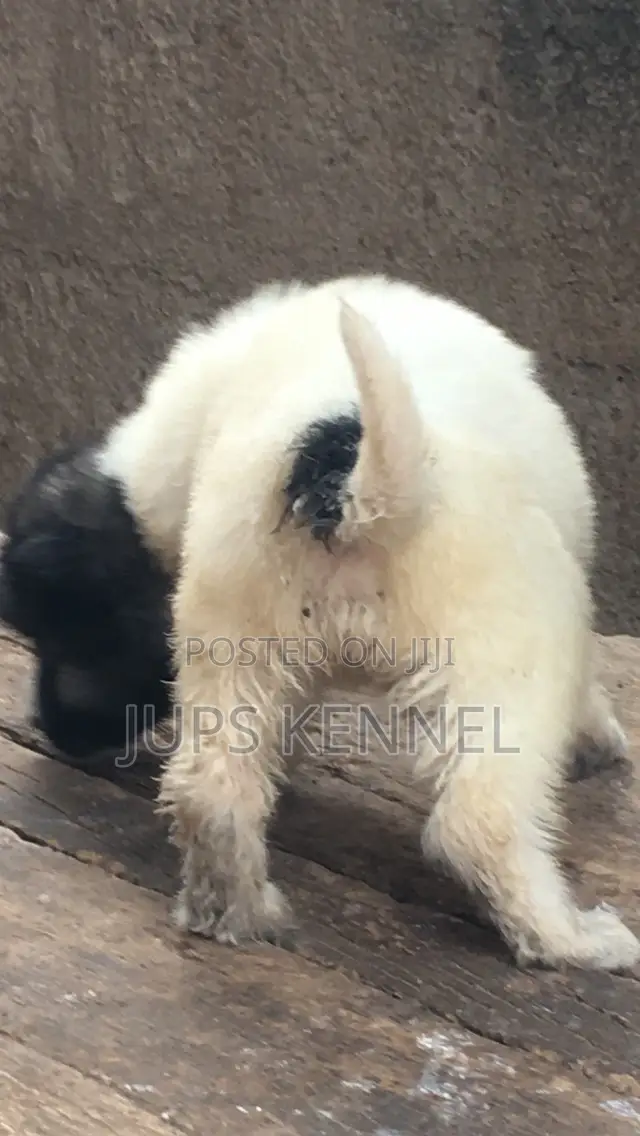 1-3 months Male Purebred Caucasian Shepherd