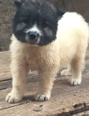 1-3 months Male Purebred Caucasian Shepherd