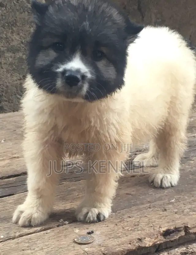 1-3 months Male Purebred Caucasian Shepherd