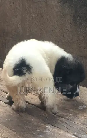 1-3 months Male Purebred Caucasian Shepherd