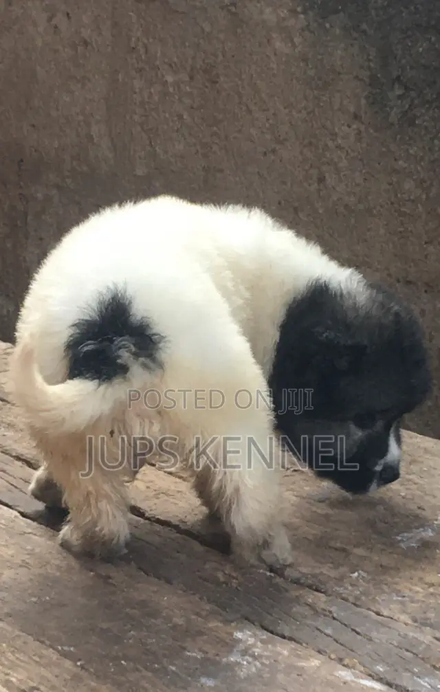 1-3 months Male Purebred Caucasian Shepherd