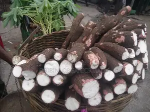 Fresh Cassava
