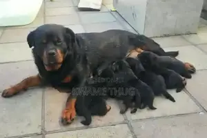 0-1 month Male Purebred Rottweiler