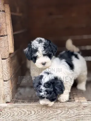 1-3 months Male Purebred Poodle