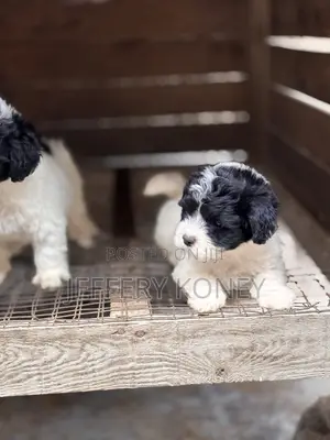 1-3 months Male Purebred Poodle