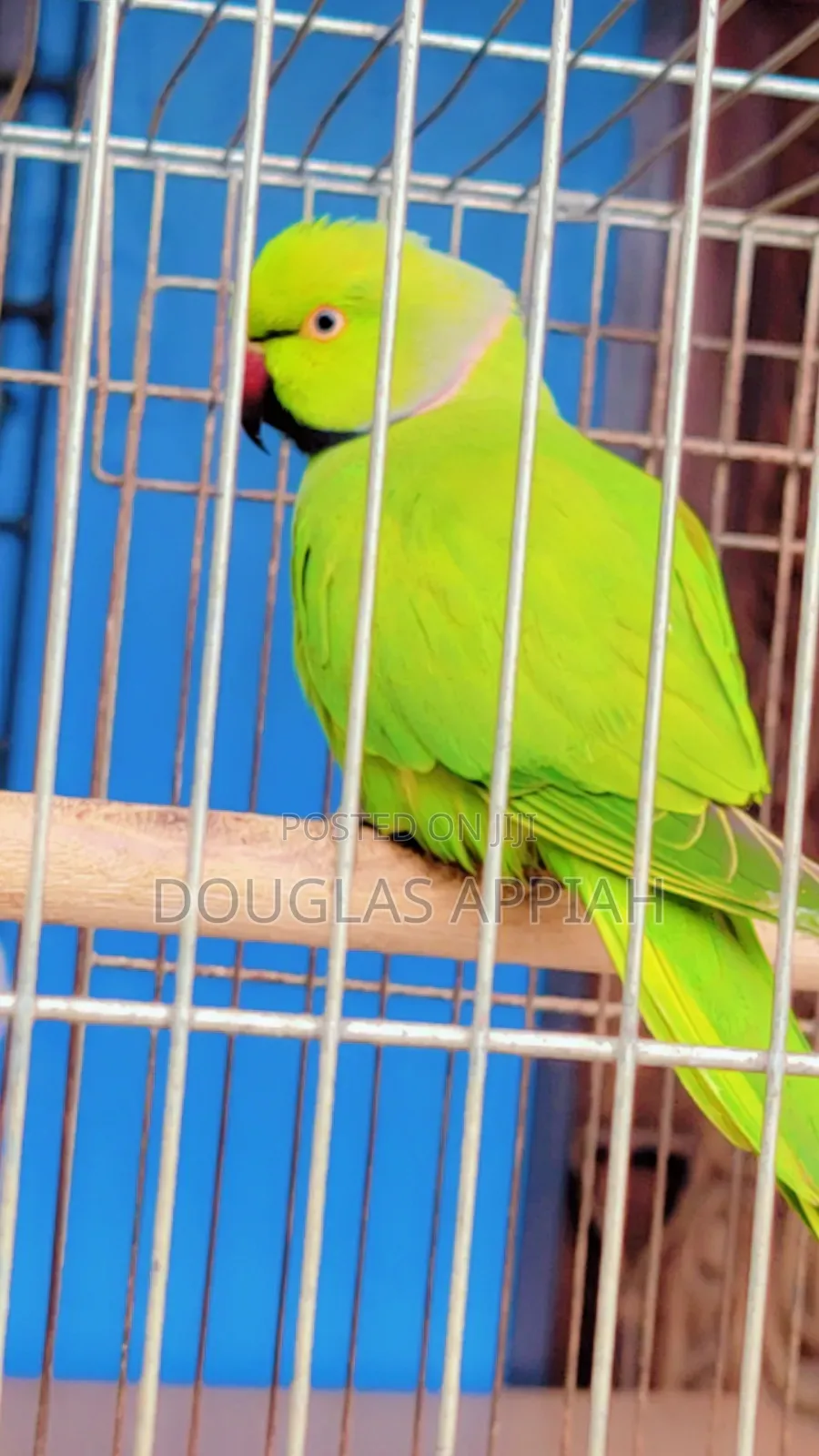 Fully Colored Ringneck Parrots