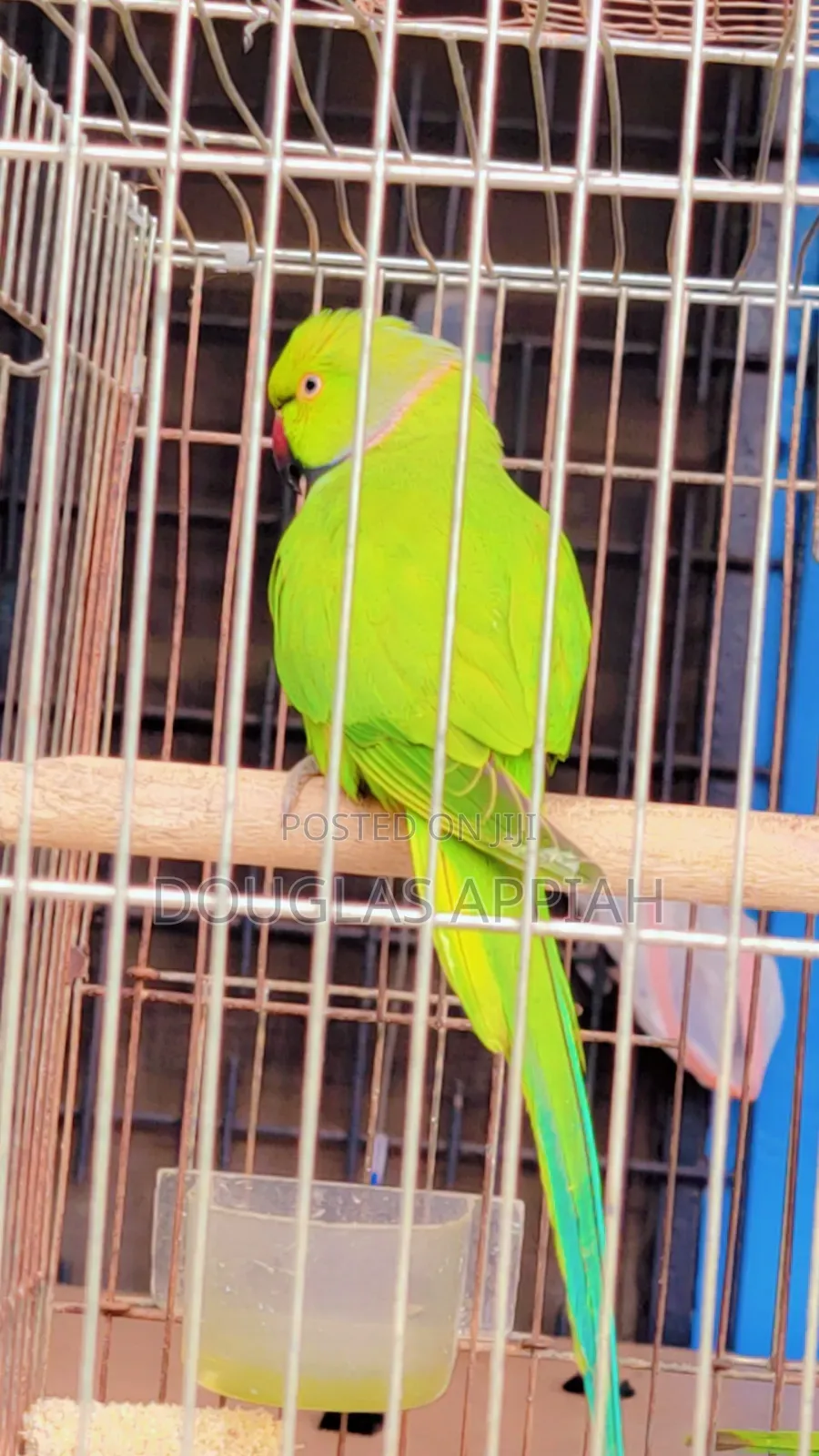 Fully Colored Ringneck Parrots