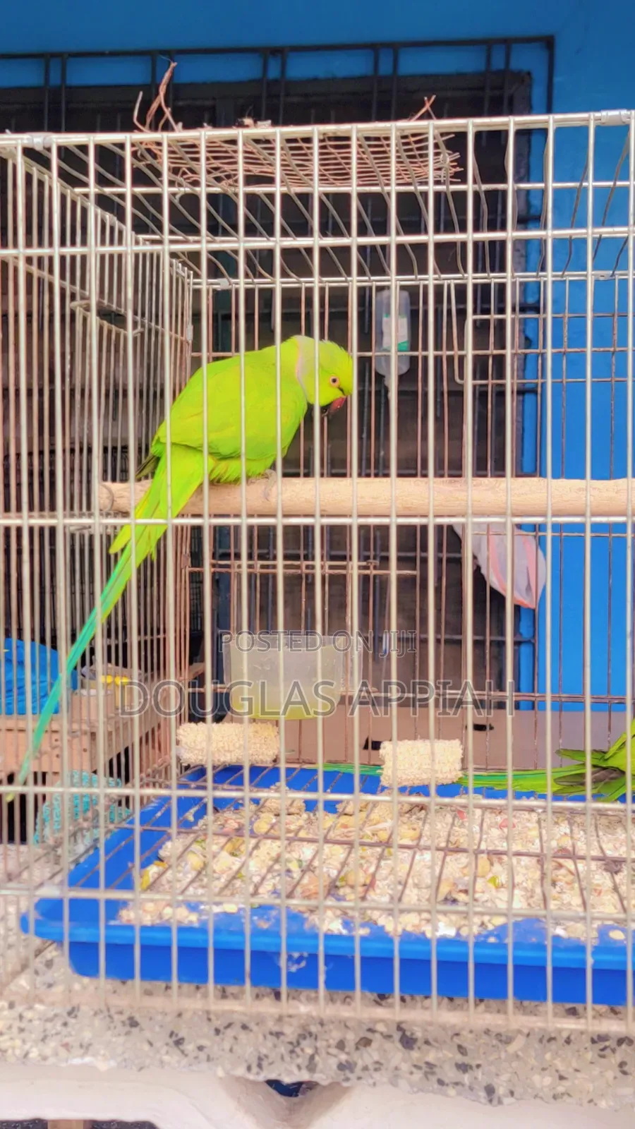 Fully Colored Ringneck Parrots