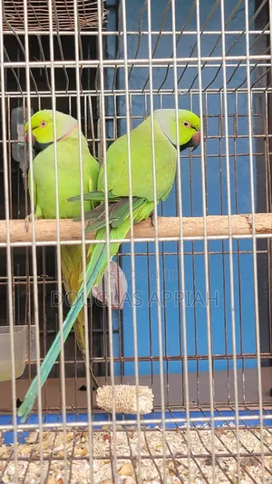 Fully Colored Ringneck Parrots