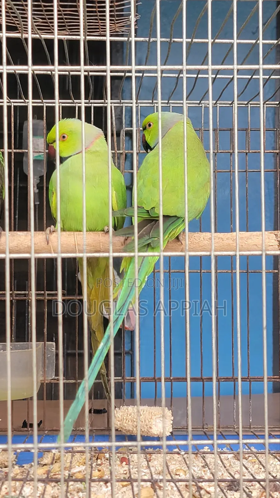 Fully Colored Ringneck Parrots
