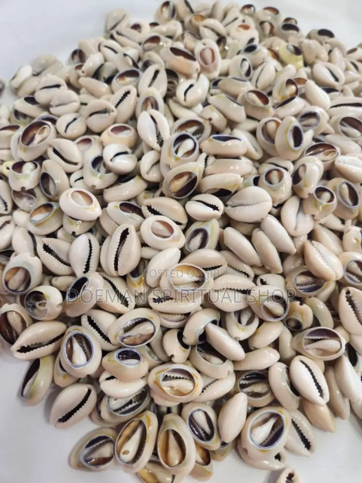 Cowries (Sede3)