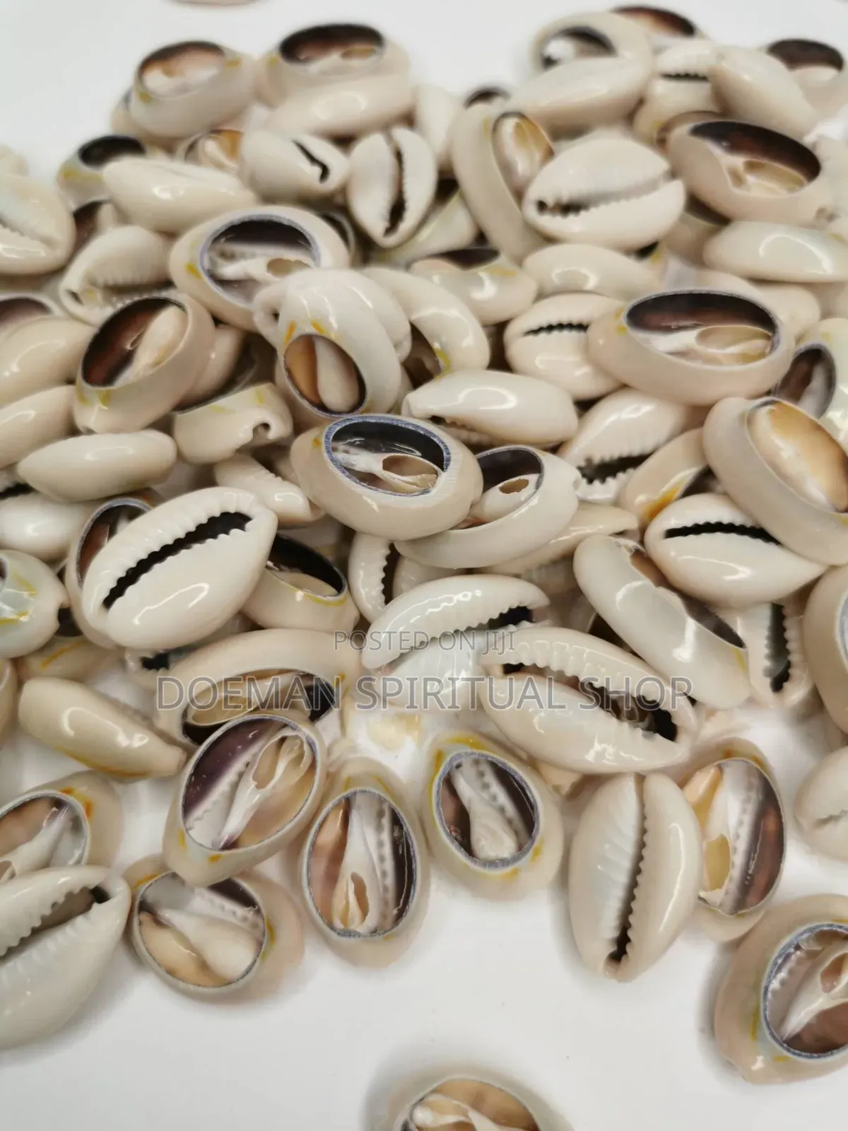 Cowries (Sede3)