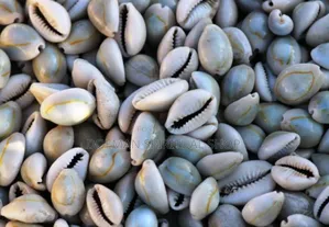Cowries (Sede3)
